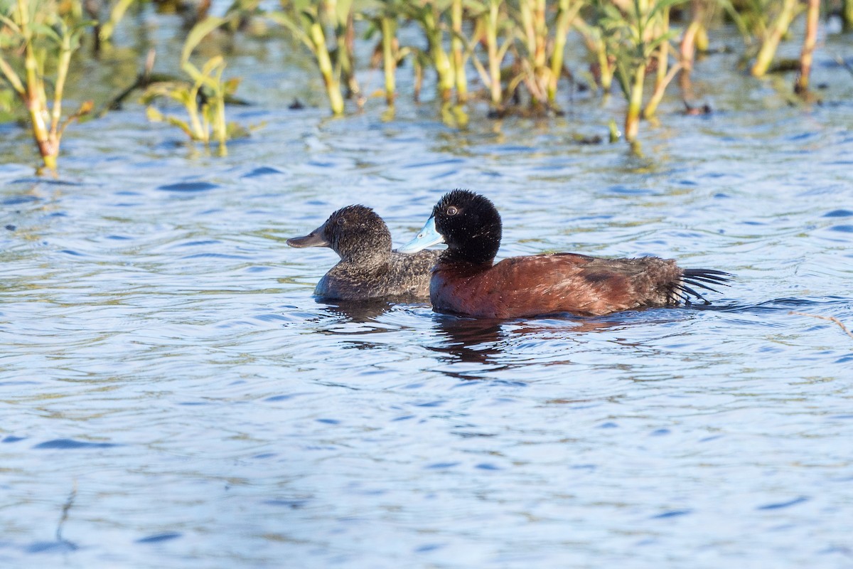 Blue-billed Duck - David Southall