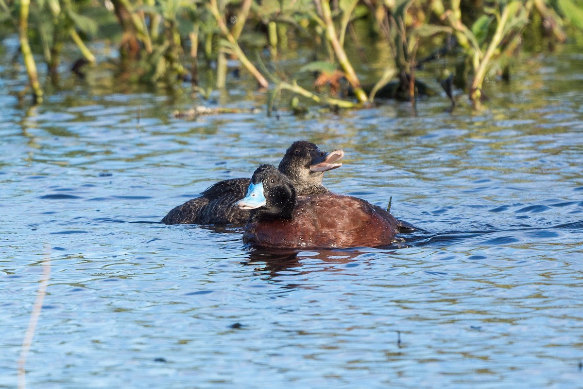 Blue-billed Duck - ML355188761