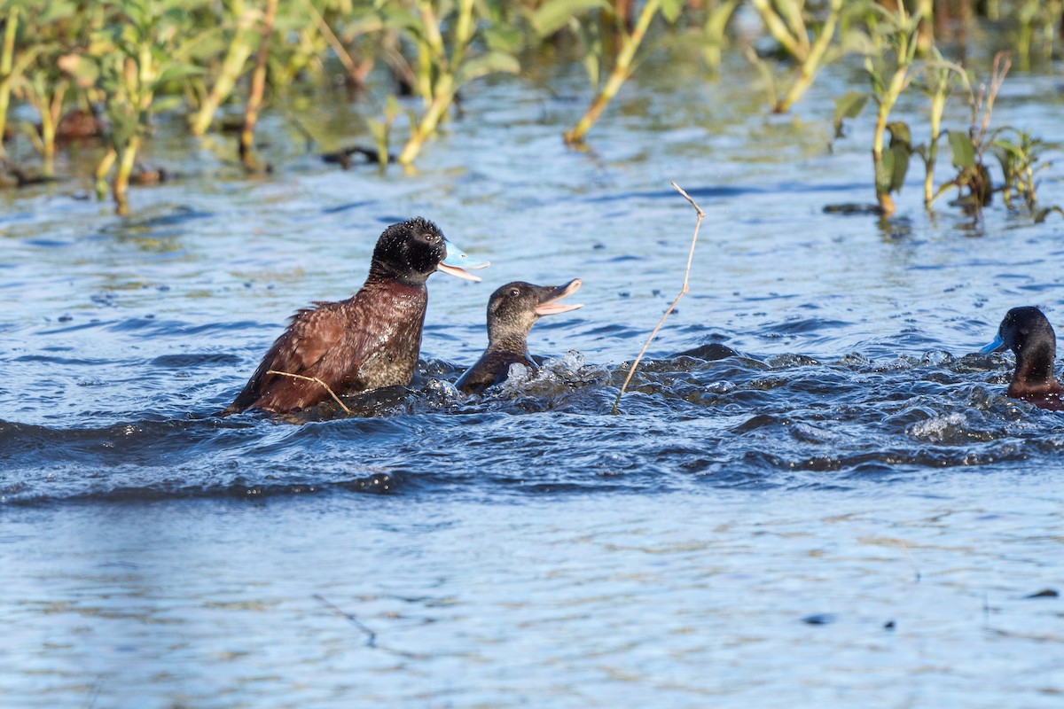 Blue-billed Duck - ML355188771