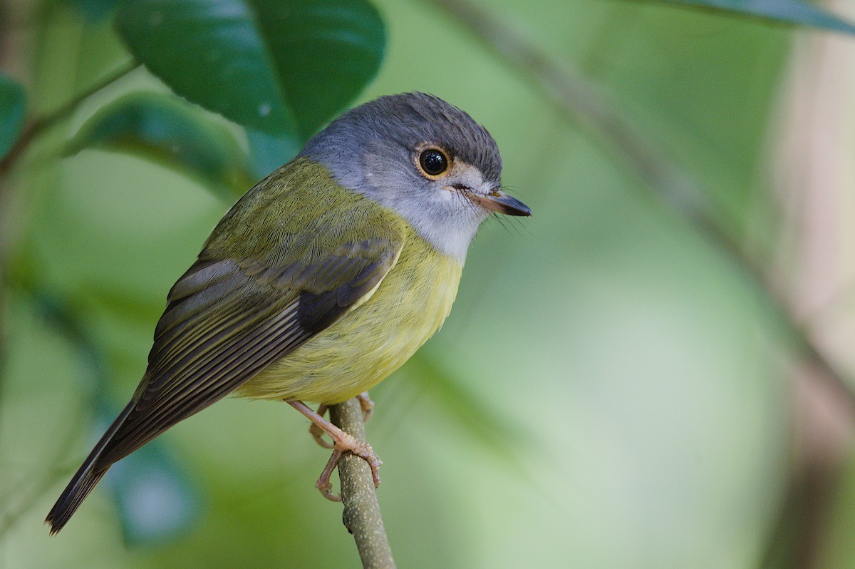 Pale-yellow Robin - ML355190551