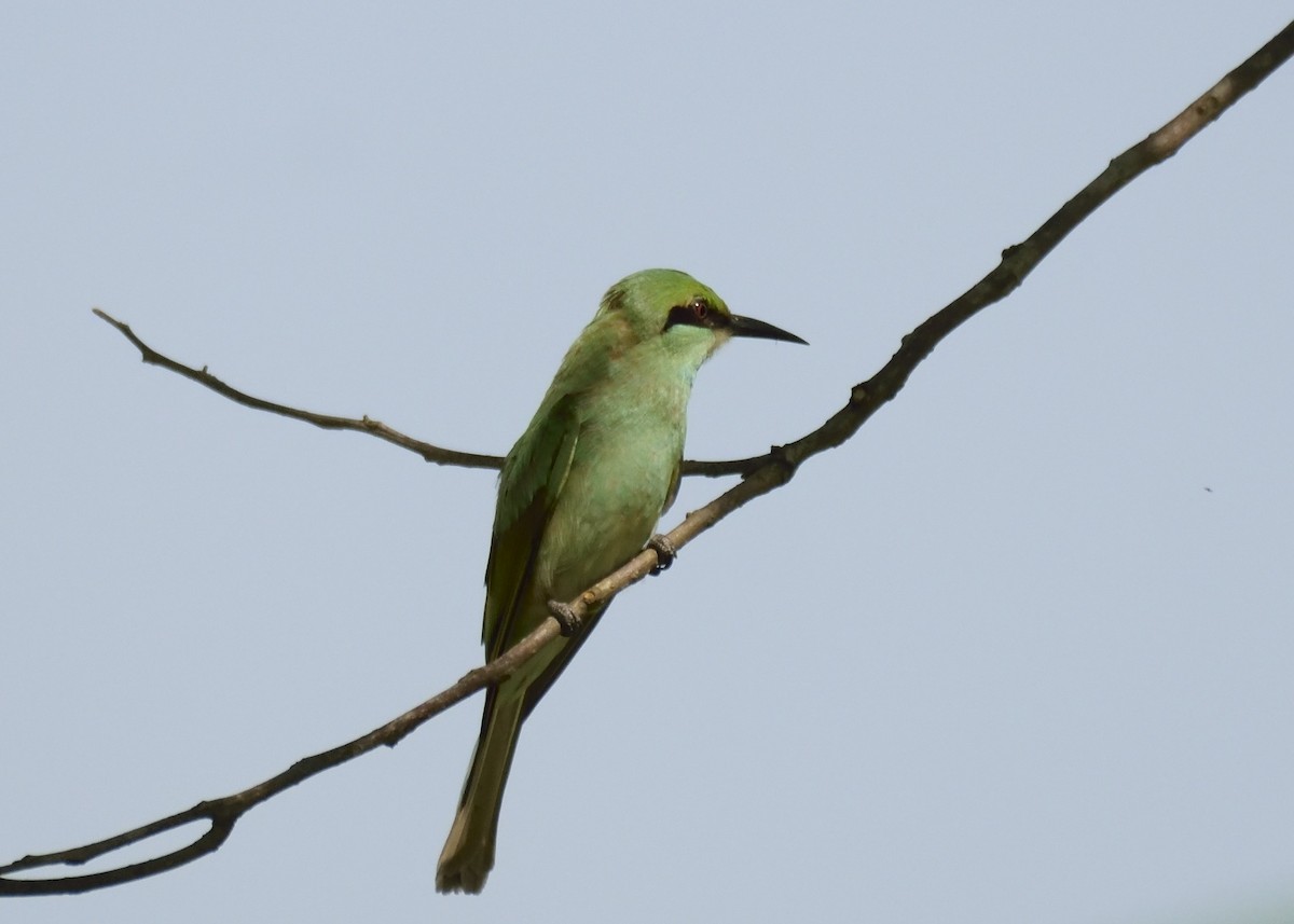 Asian Green Bee-eater - MAYANK NAMDEO