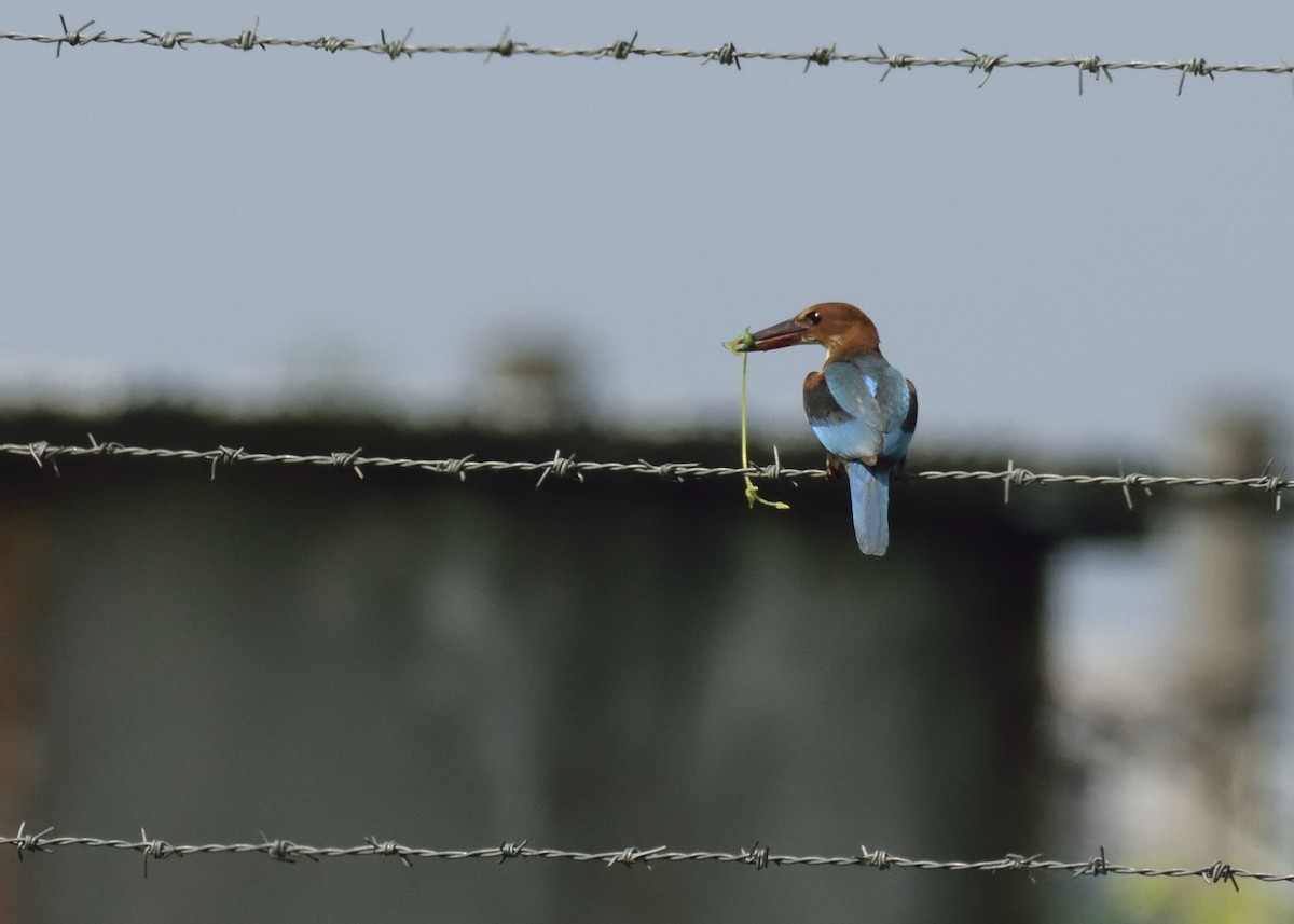 White-throated Kingfisher - MAYANK NAMDEO