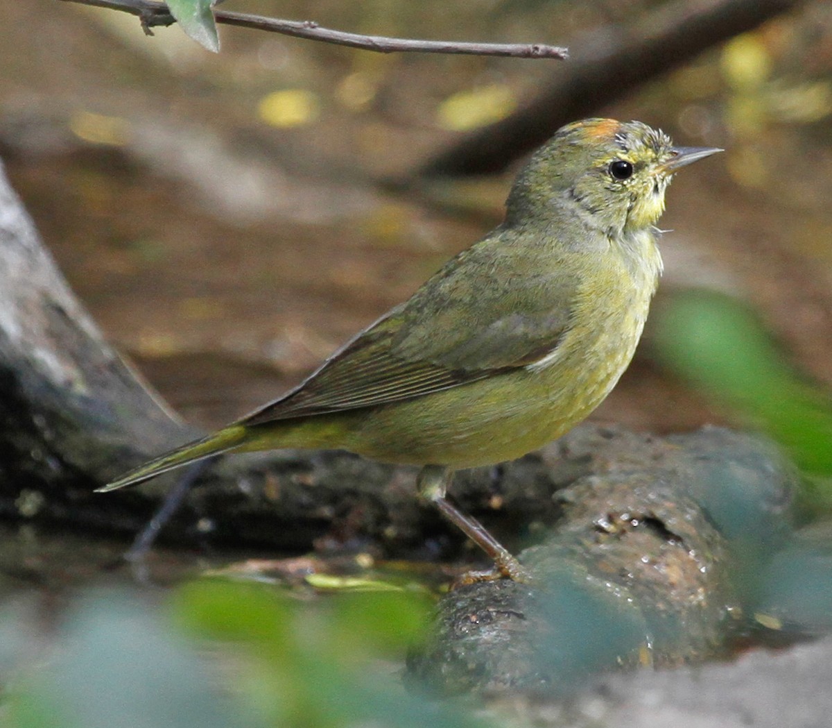 Orange-crowned Warbler - ML35519361