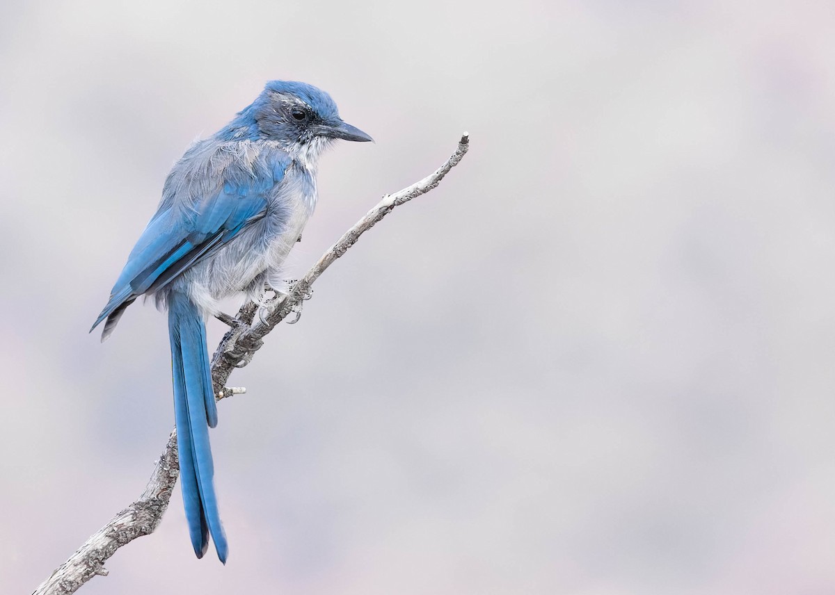 Woodhouse's Scrub-Jay - Zebedee Muller