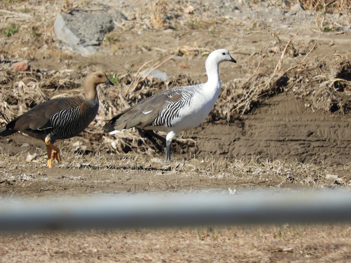 Upland Goose - Laura Nin