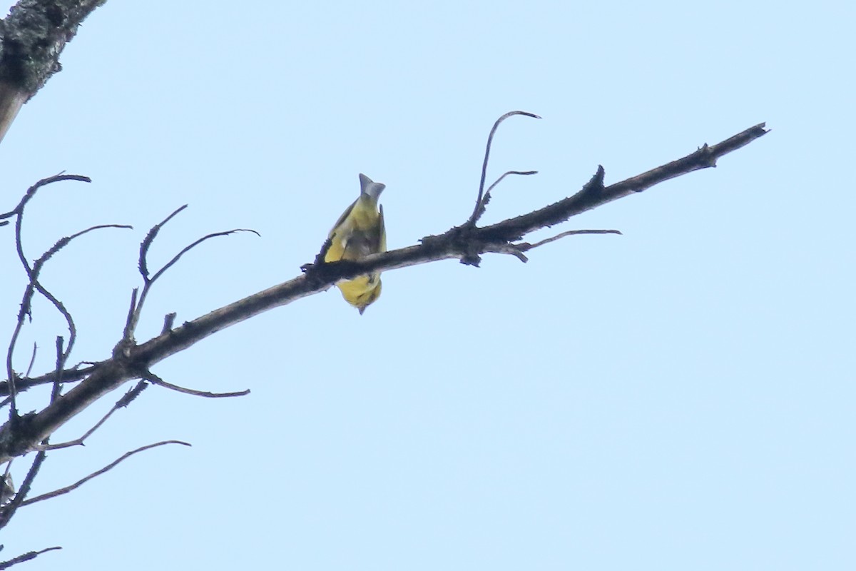 White-bellied Canary - ML355193961