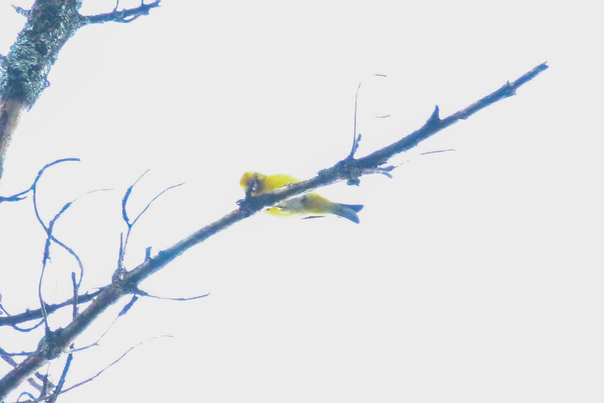 White-bellied Canary - ML355193981