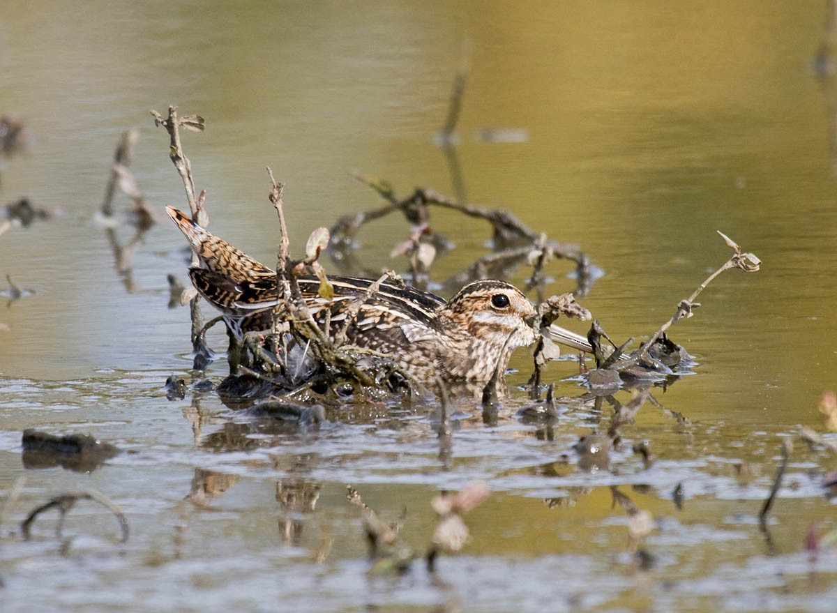 Wilson's Snipe - Greg Gillson