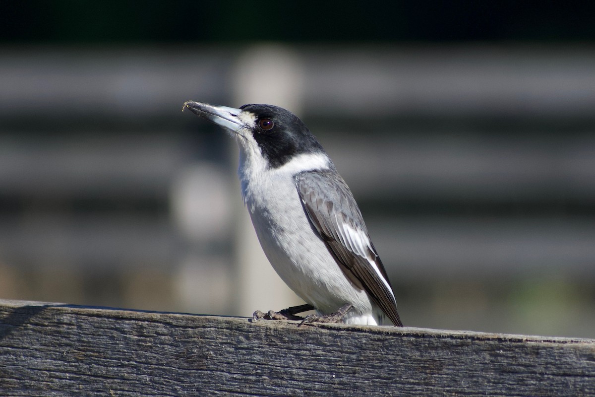 Gray Butcherbird - ML355194891