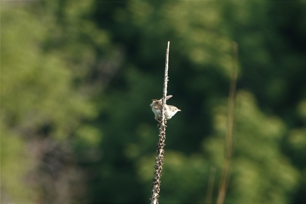 Sedge Wren - ML355195061