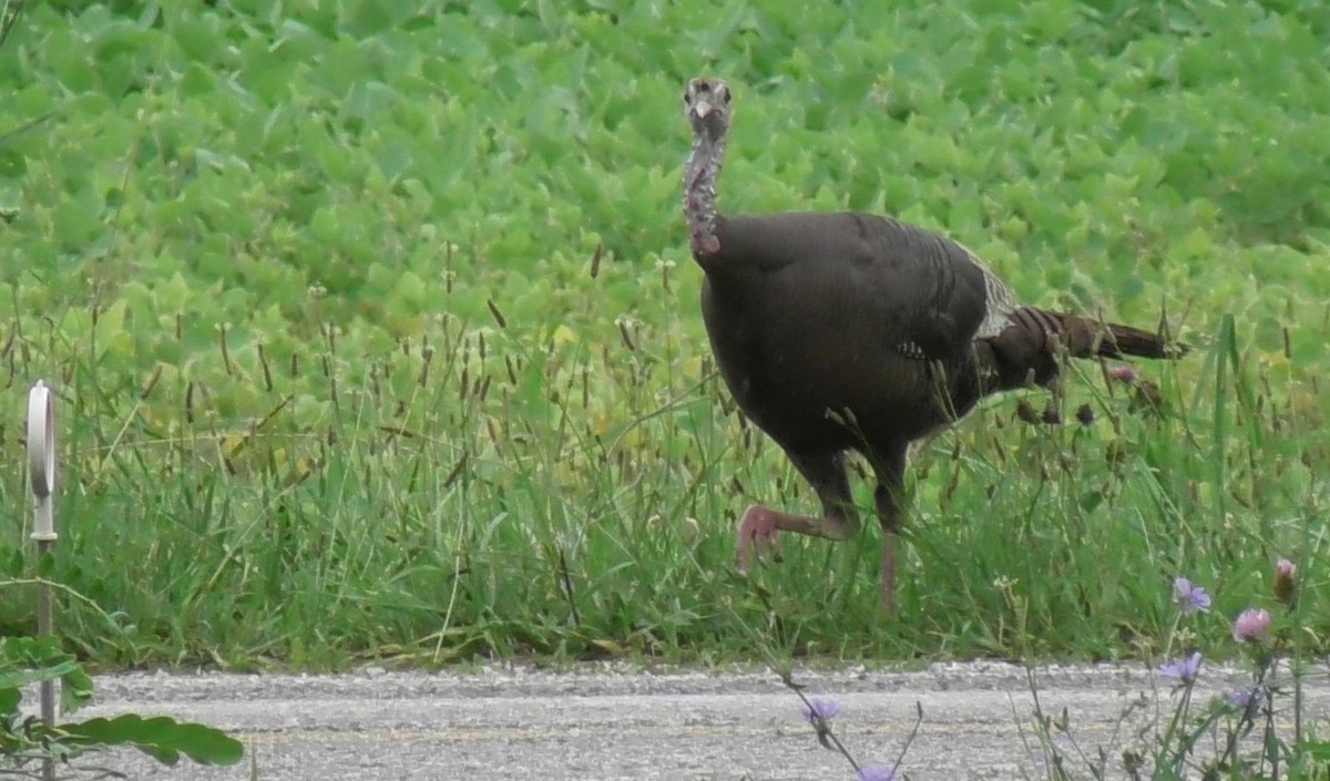 Wild Turkey - ML355195761