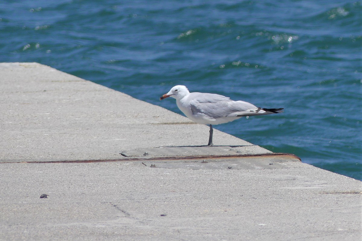 Audouin's Gull - Lorenzo Cocco