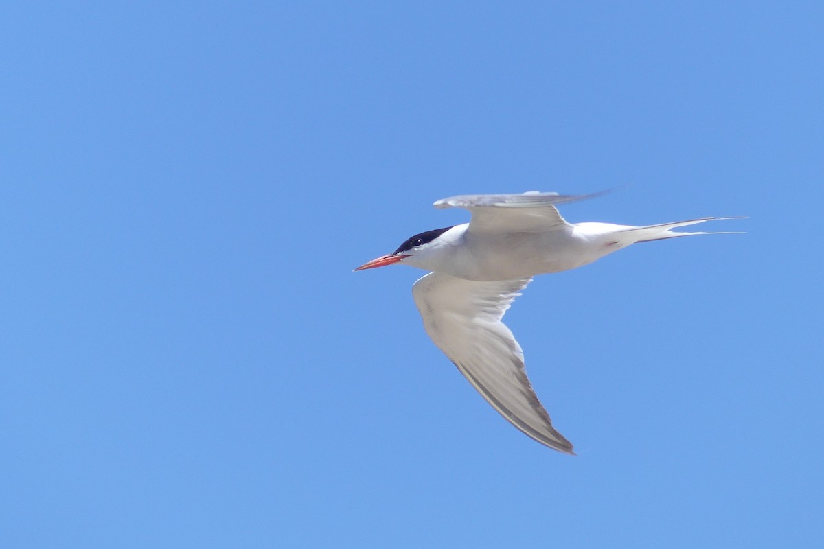 Common Tern - ML355195901