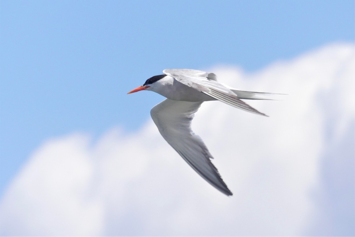 Common Tern - ML355196041