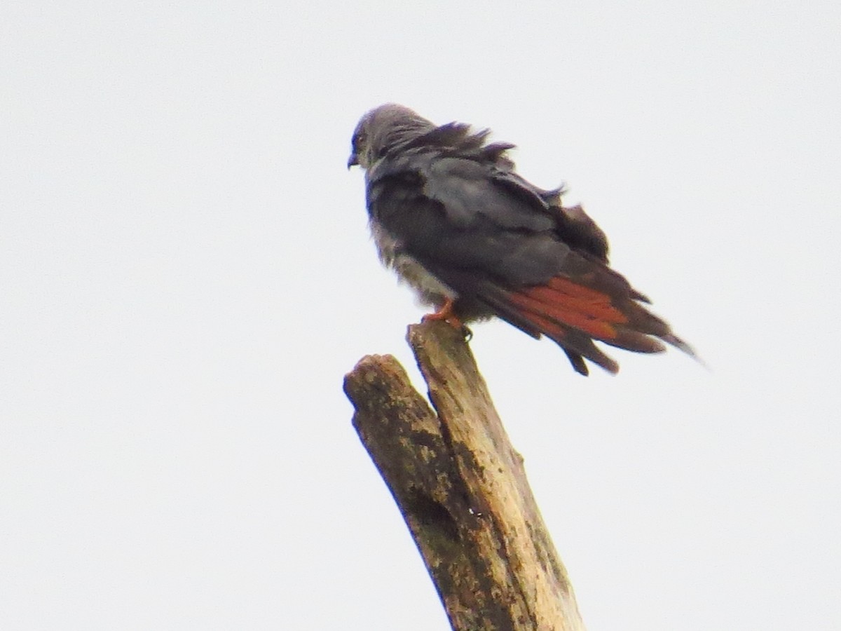 Plumbeous Kite - Scarlet  Cordero Seijas