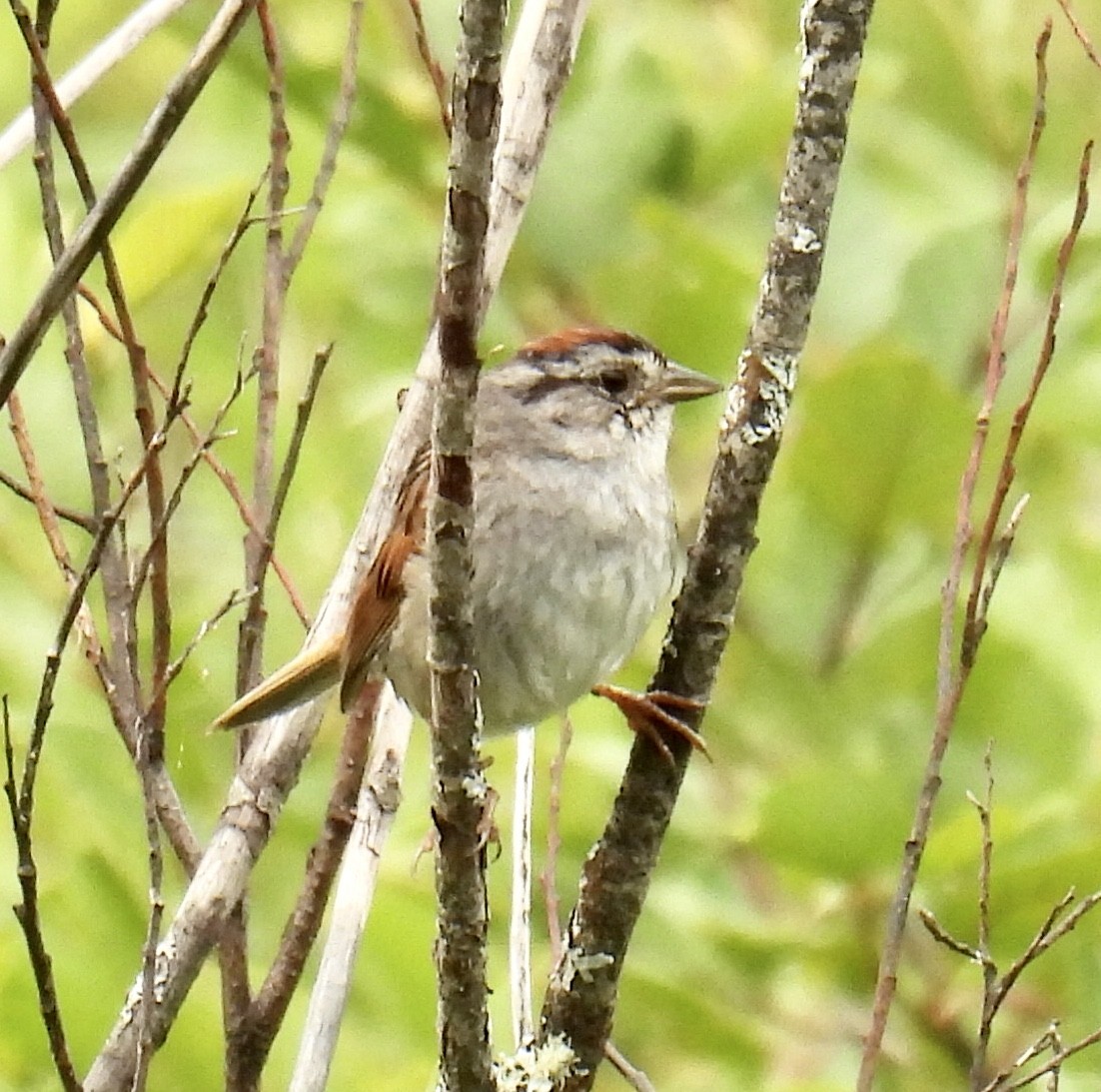 Swamp Sparrow - Jeanne Tucker