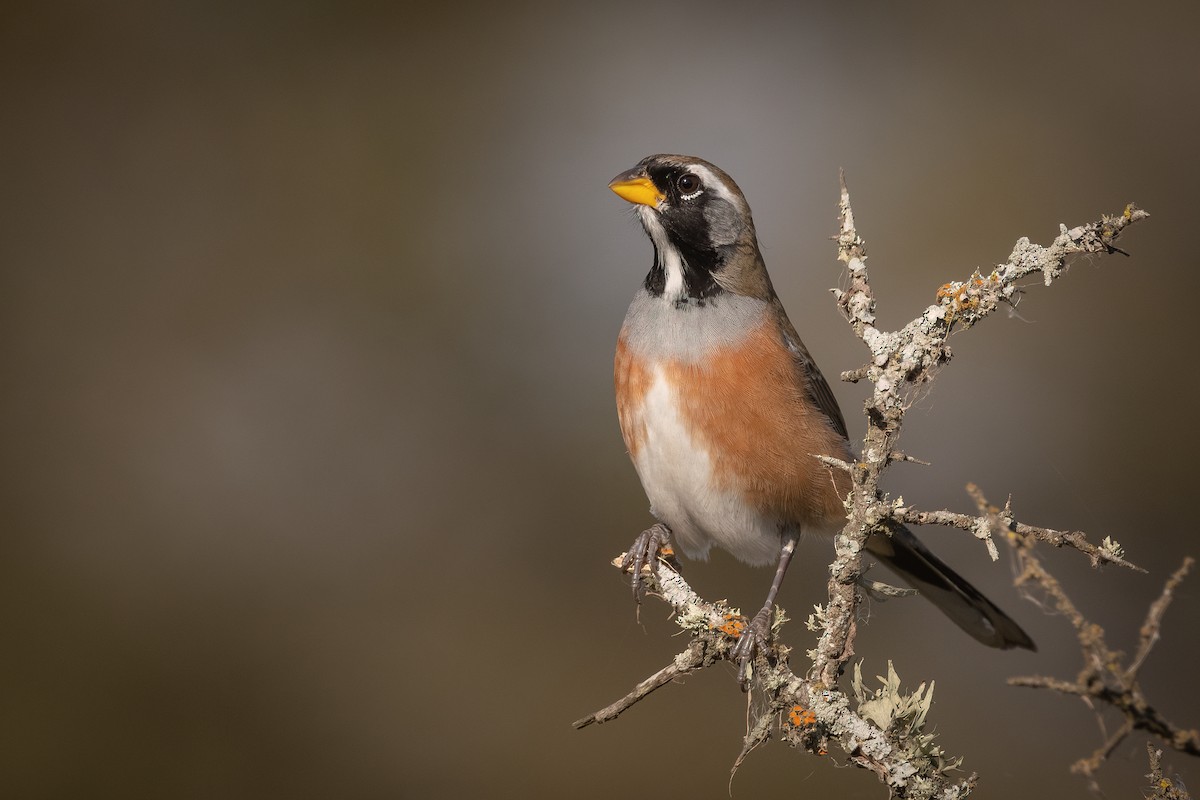 Many-colored Chaco Finch - ML355197471