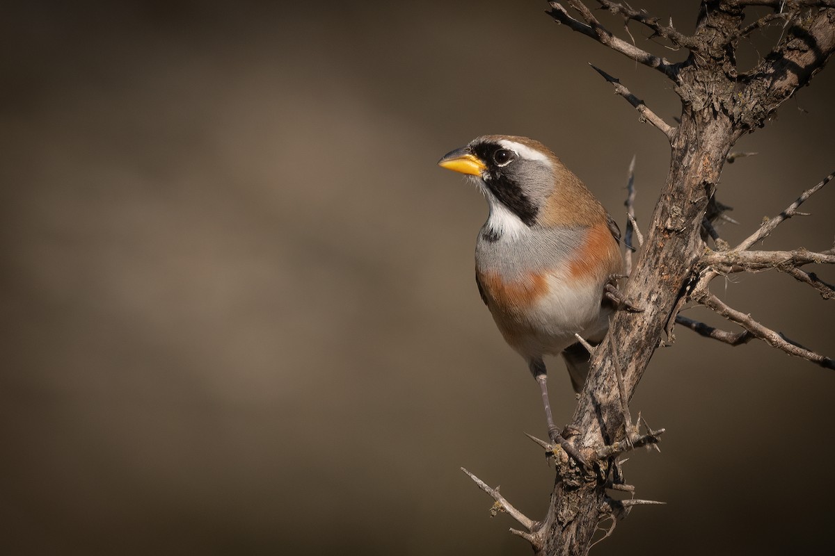 Many-colored Chaco Finch - ML355197481