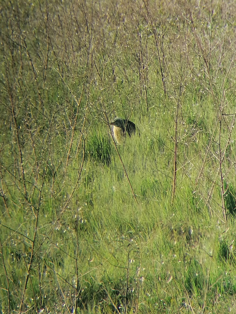 Pinnated Bittern - ML355198001