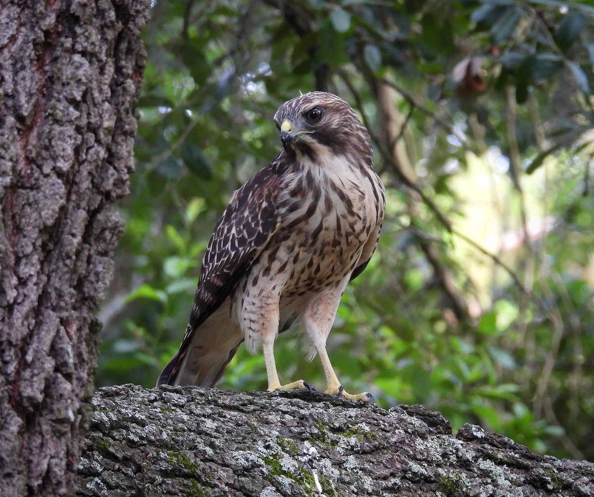 Red-shouldered Hawk - Andrew Theus