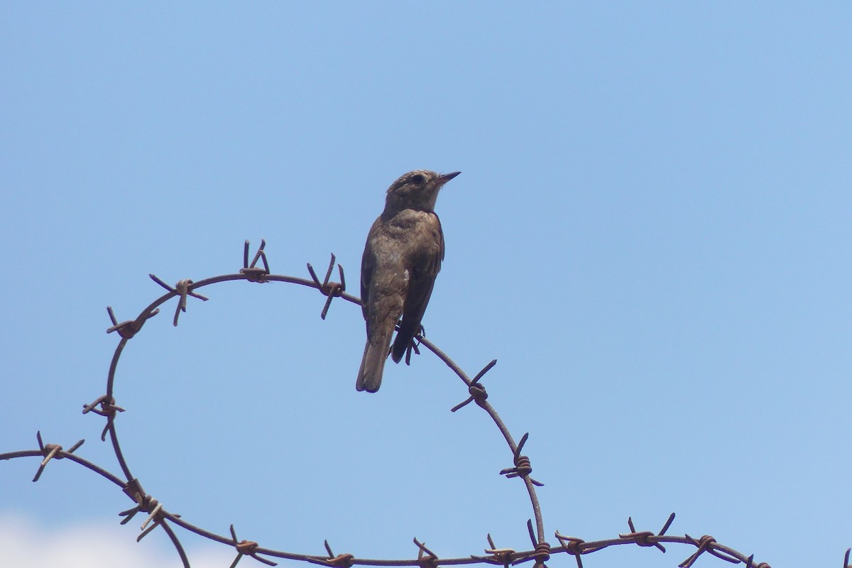 Spotted Flycatcher - ML355200601