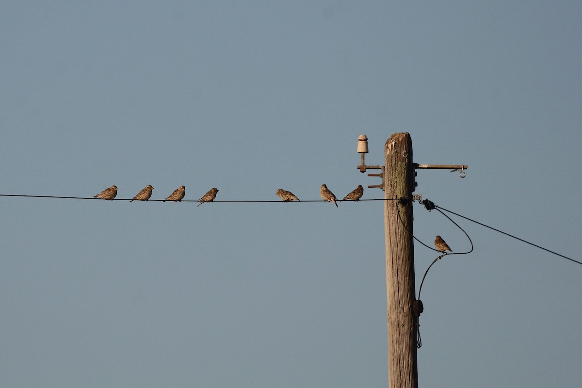 Rock Sparrow - ML355203331