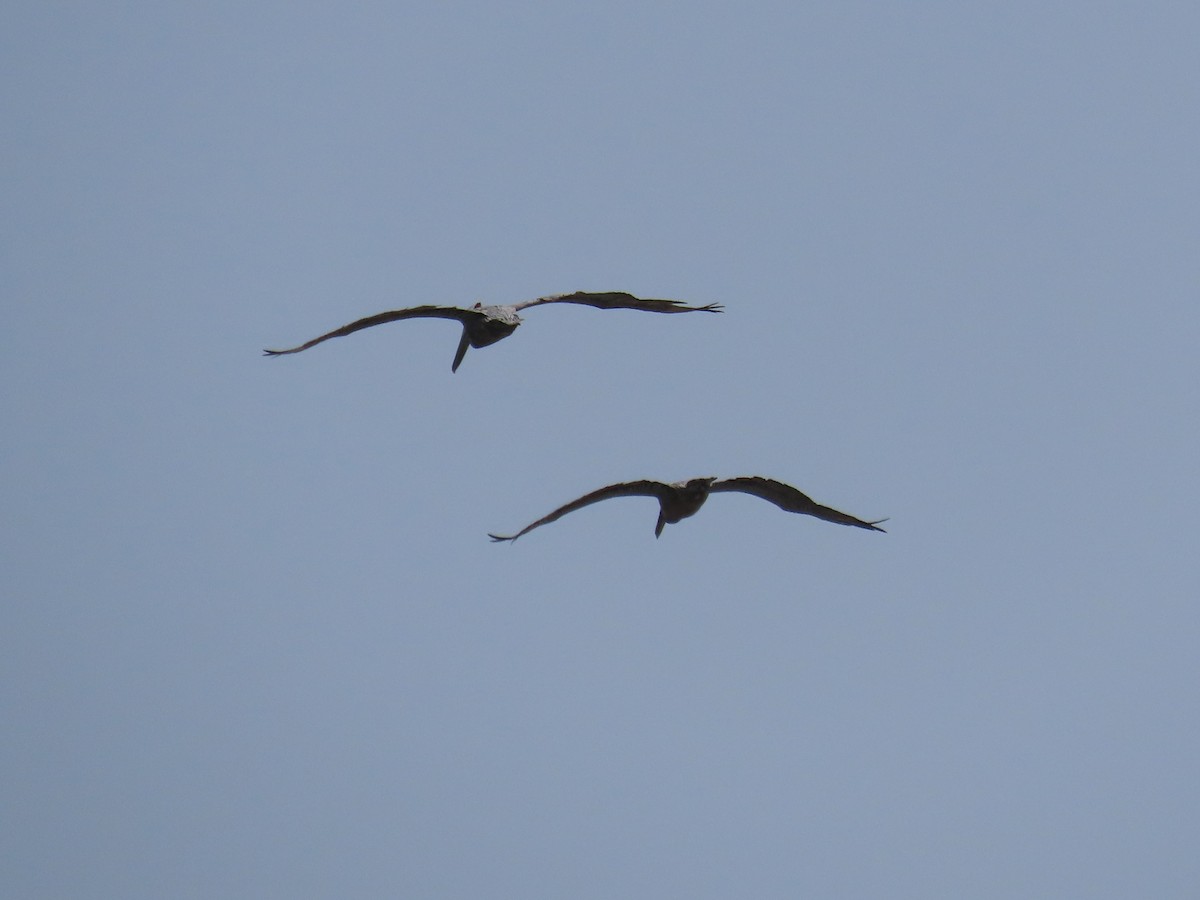 pelikán hnědý - ML355203511