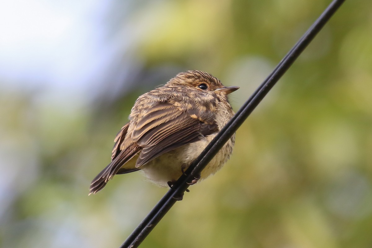 African Dusky Flycatcher - ML355204921