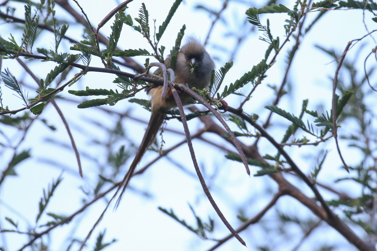 Speckled Mousebird - ML355204961