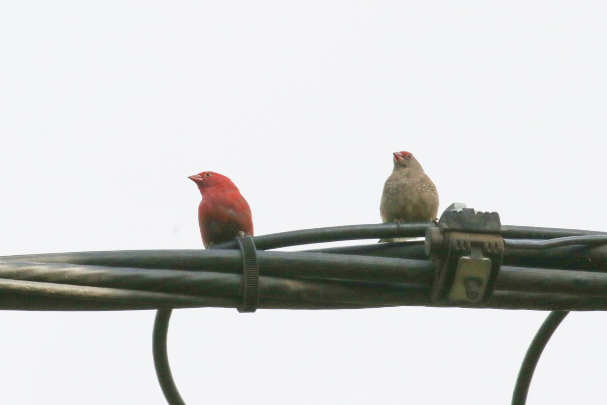 Red-billed Firefinch - ML355205501