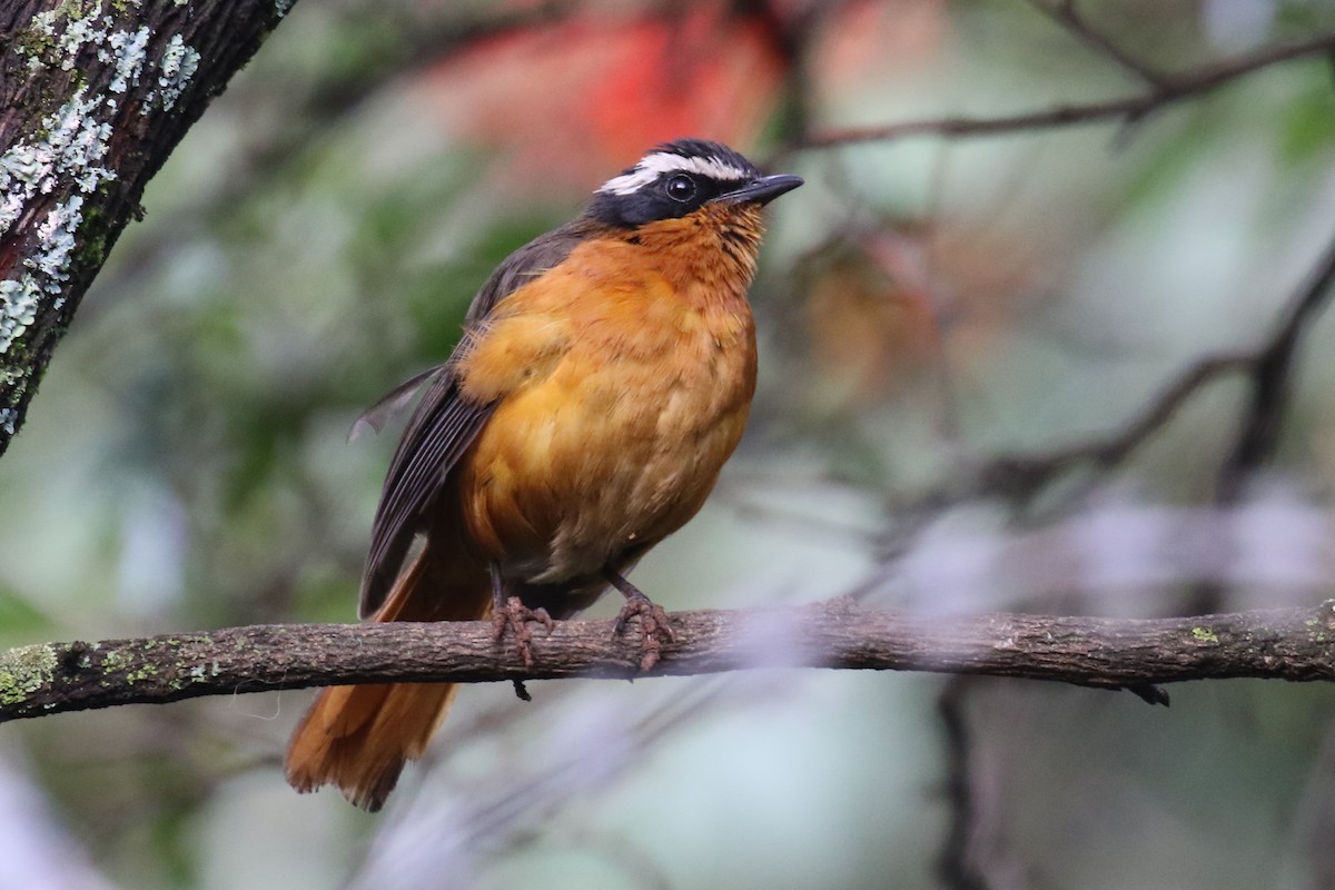 Rüppell's Robin-Chat - ML355205731