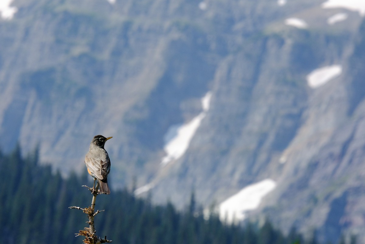 American Robin - ML355207751