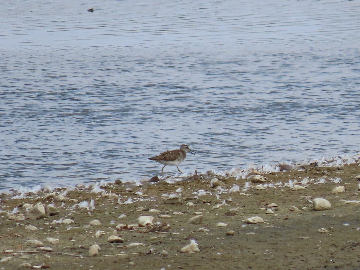 Wood Sandpiper - Thomas Brooks