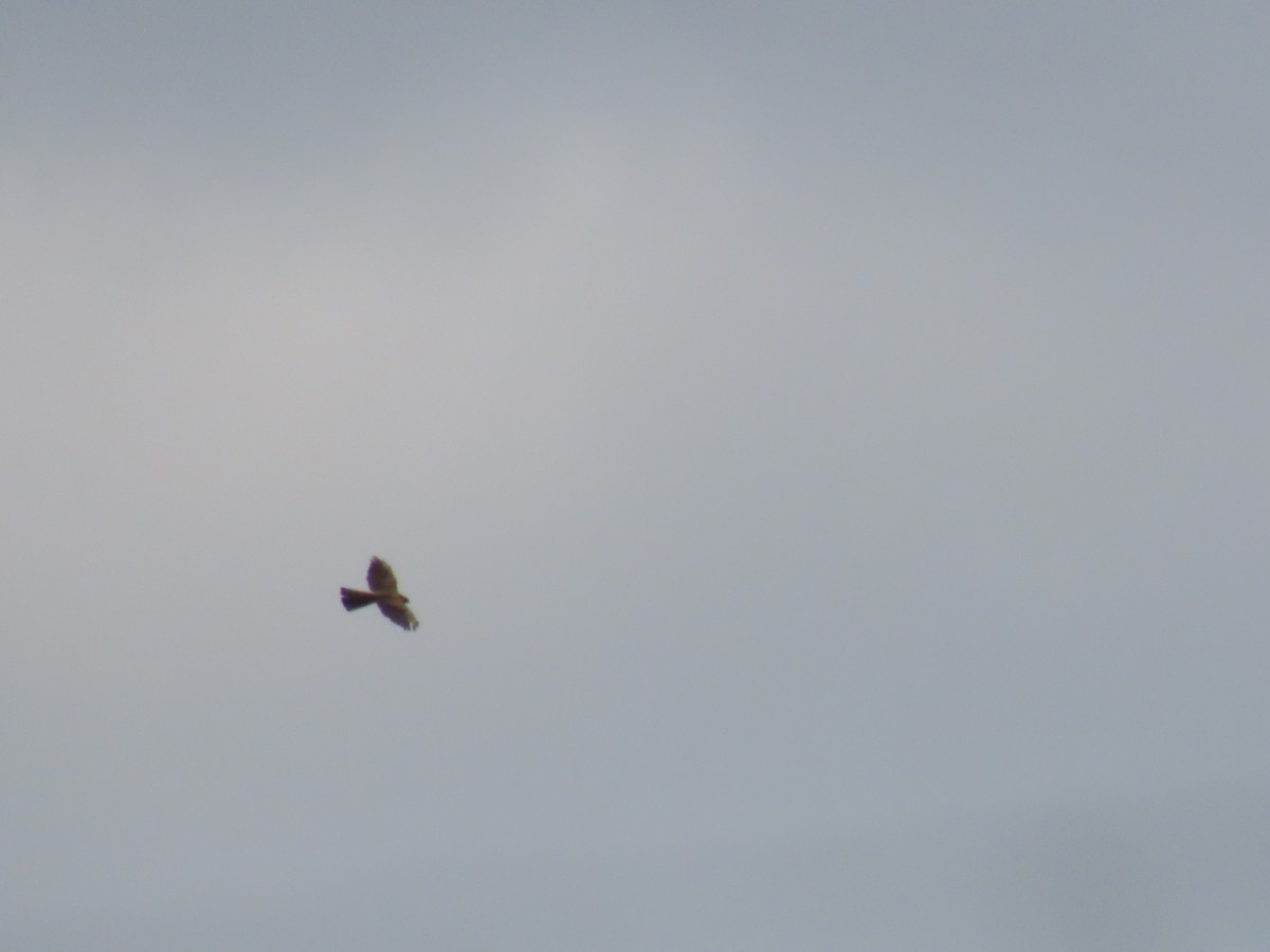 Eurasian Sparrowhawk - ML355209531