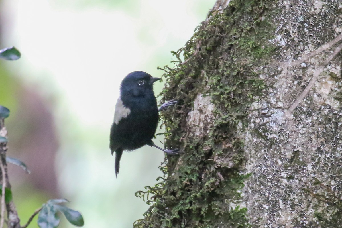 White-backed Black-Tit - ML355209611