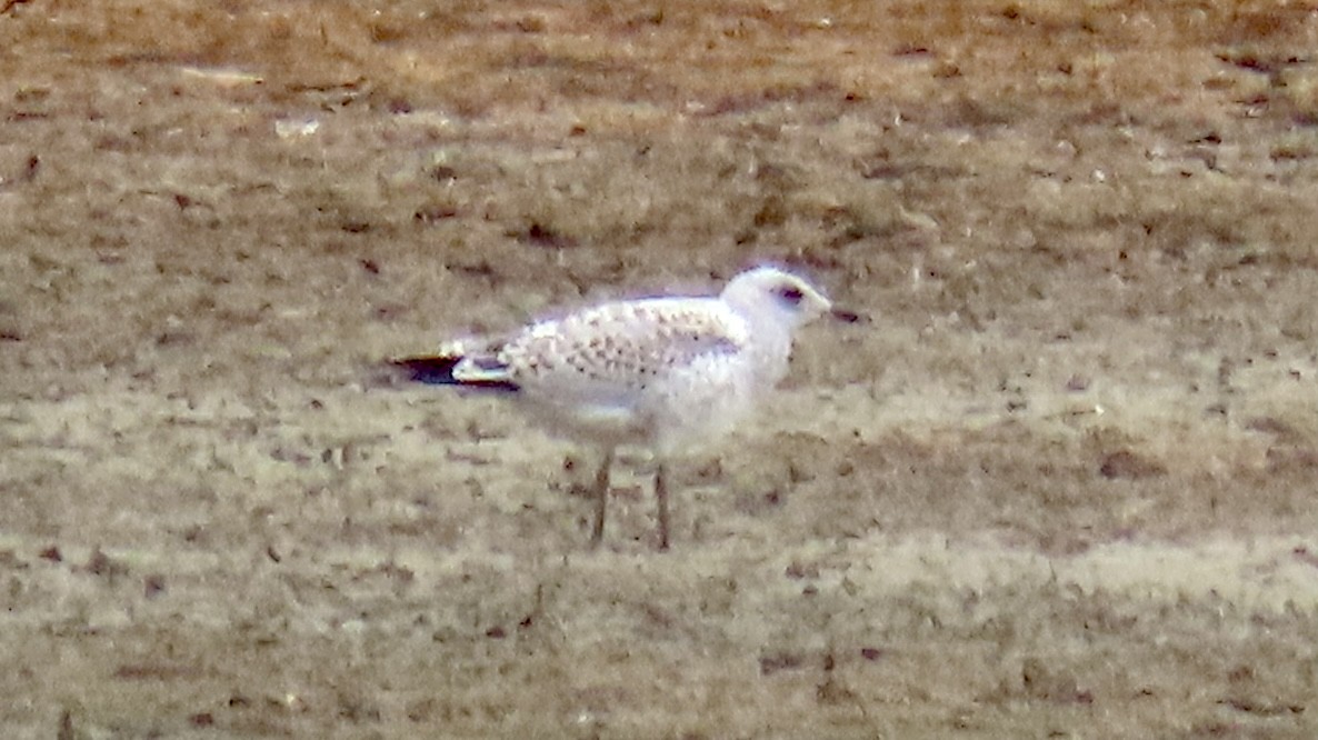 Ring-billed Gull - ML355209821