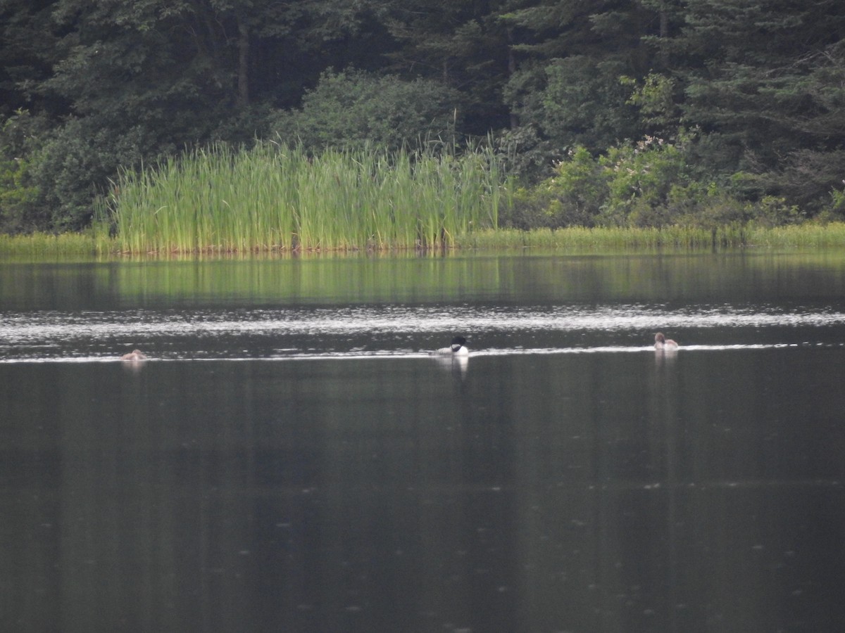 Common Loon - ML355209861