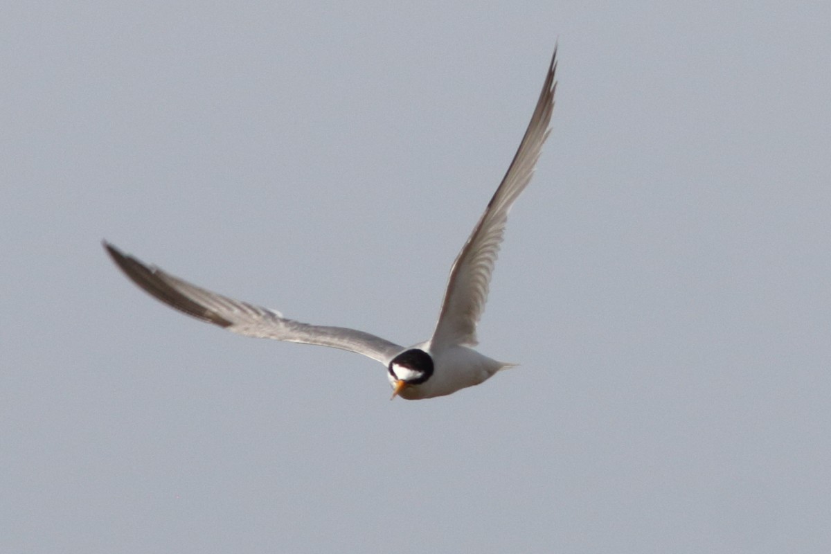 Little Tern - ML355210401