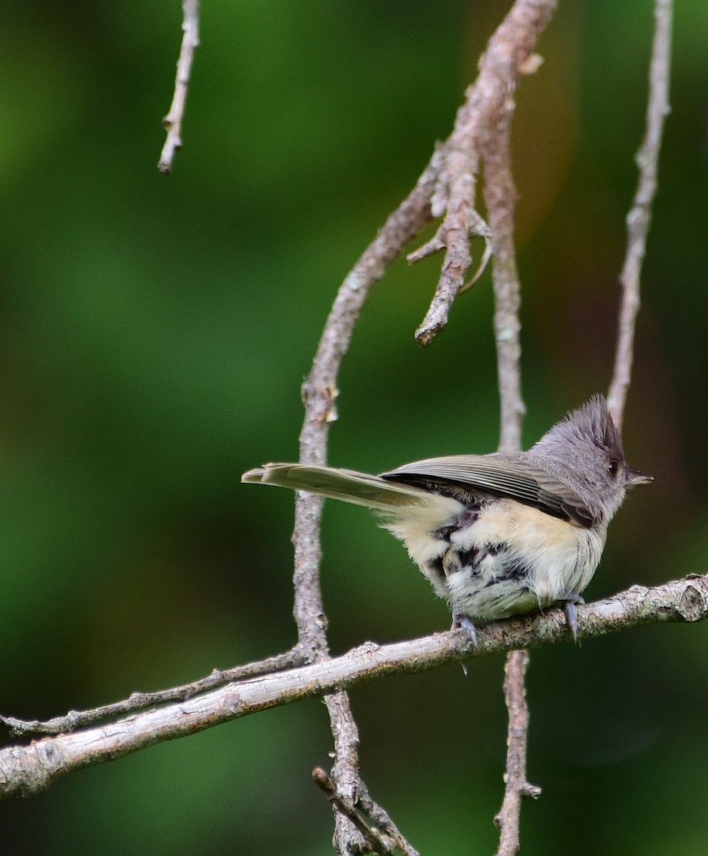 Tufted Titmouse - ML355210921