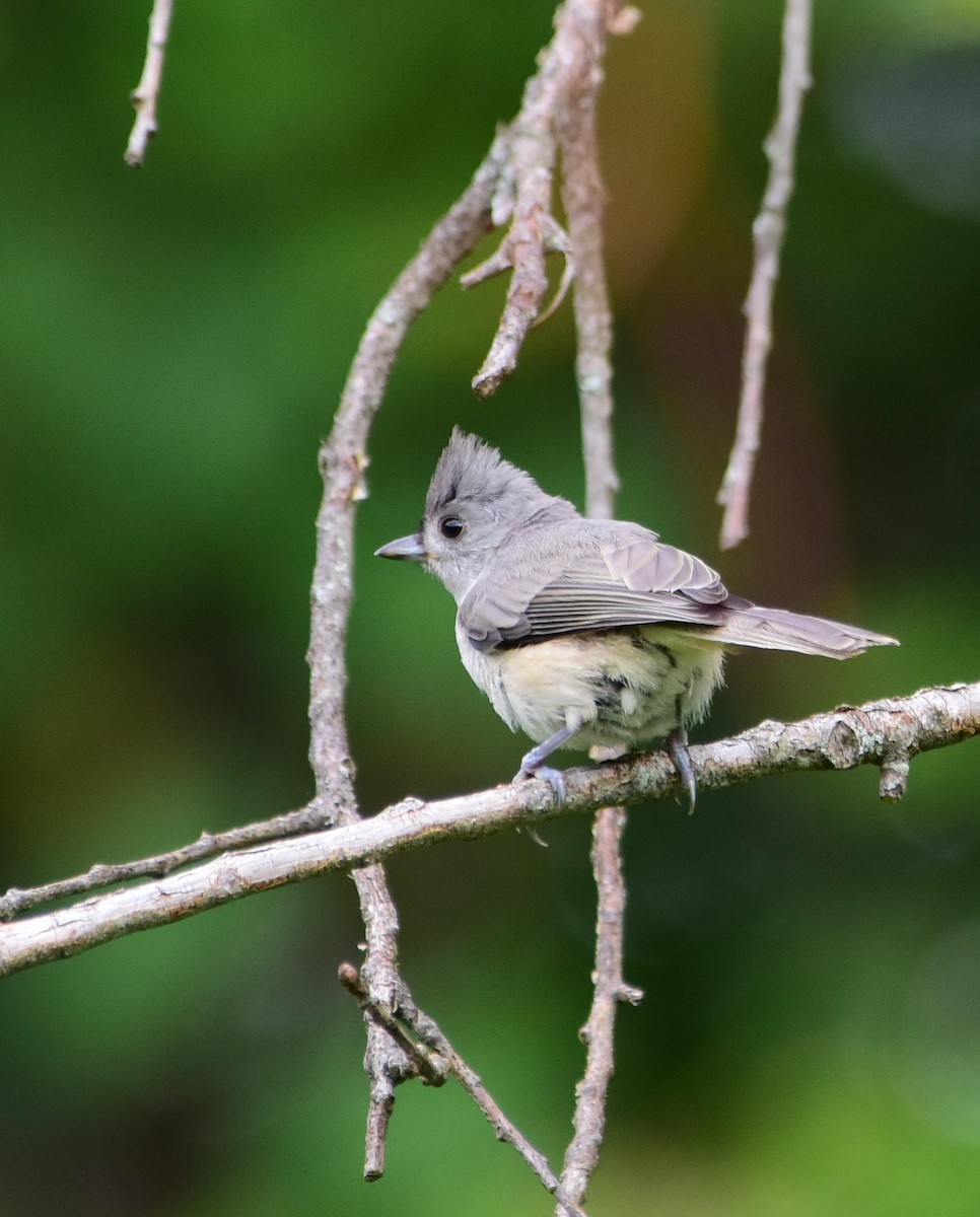 Tufted Titmouse - ML355210931