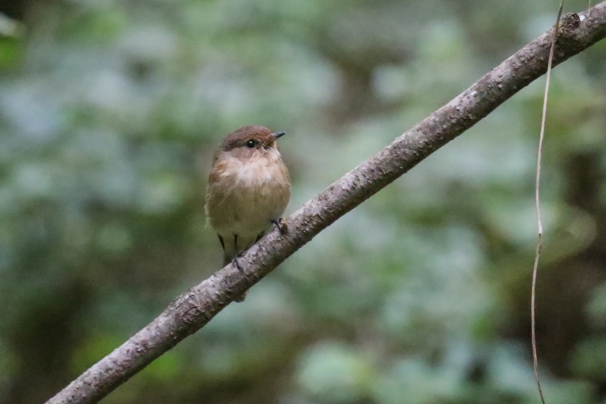 African Dusky Flycatcher - Fikret Ataşalan