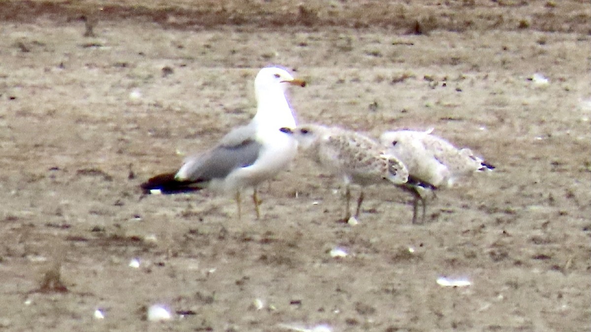 Ring-billed Gull - ML355211761