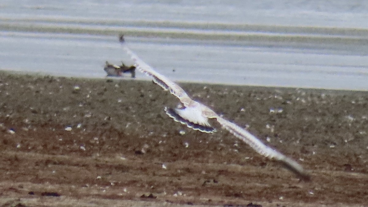 Ring-billed Gull - ML355211771