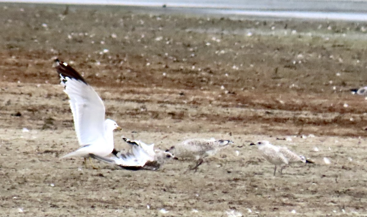 Ring-billed Gull - ML355211891