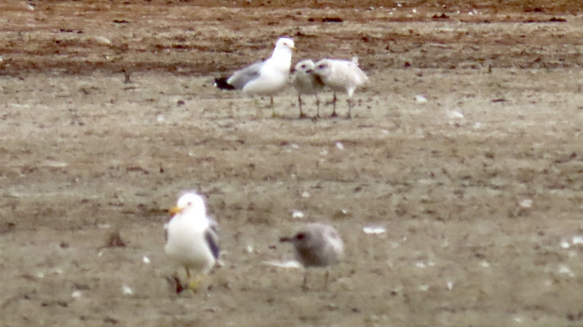 Ring-billed Gull - ML355211931