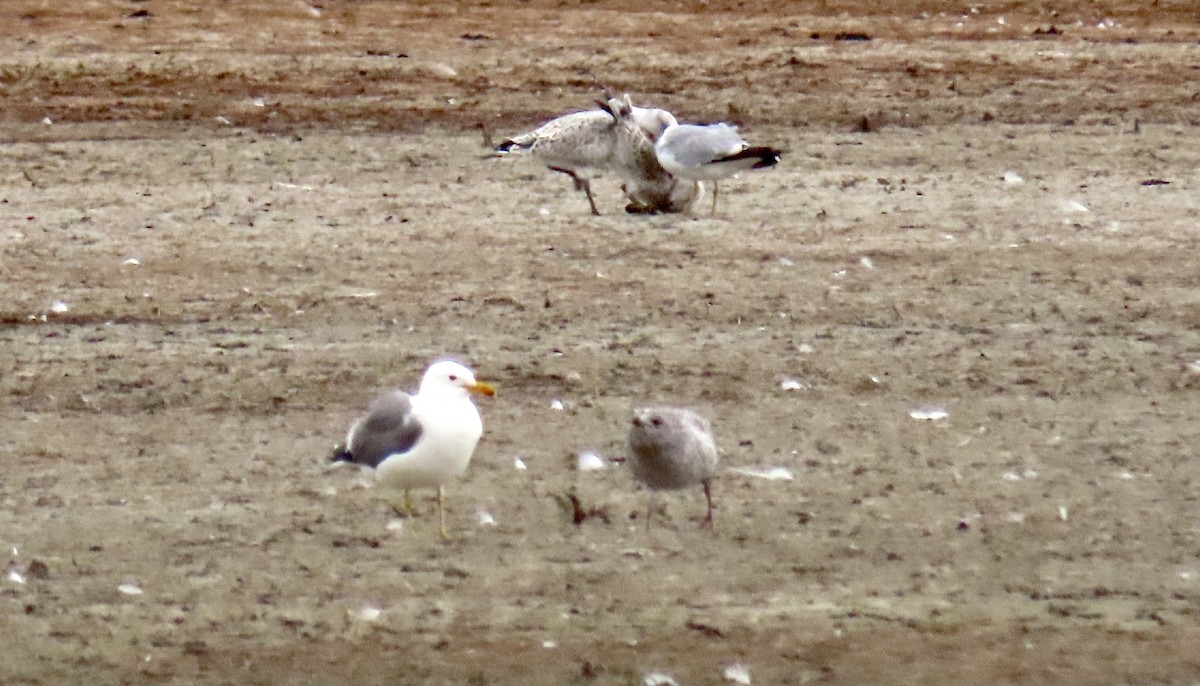 Ring-billed Gull - ML355212001