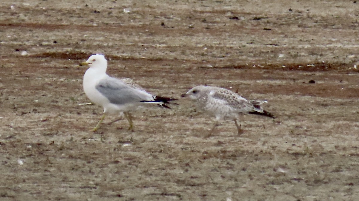 Gaviota de Delaware - ML355212021