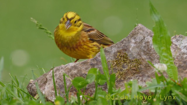 Yellowhammer - ML355212071