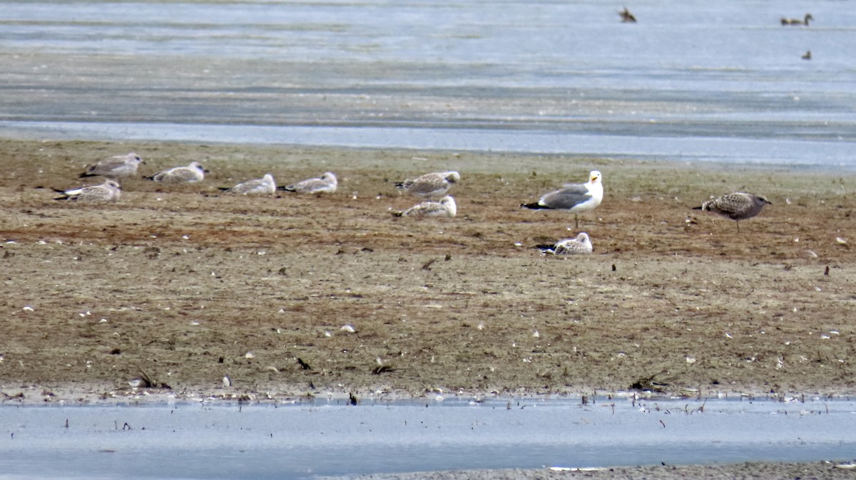 Ring-billed Gull - ML355212151