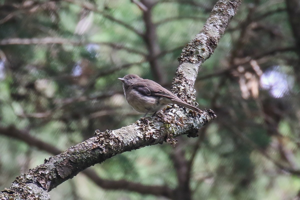 Abyssinian Slaty-Flycatcher - ML355212241